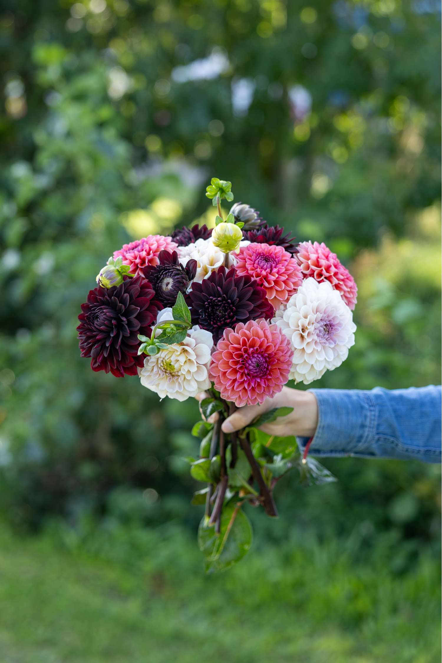 Collection dahlia 'Dark Hearth'